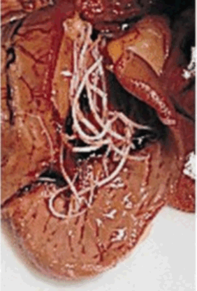 Heartworms inside an open heart